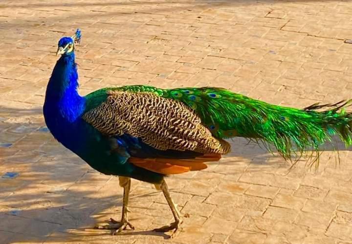 Le Relais De Marrakech Ξενοδοχείο Ouahat Sidi Brahim Εξωτερικό φωτογραφία